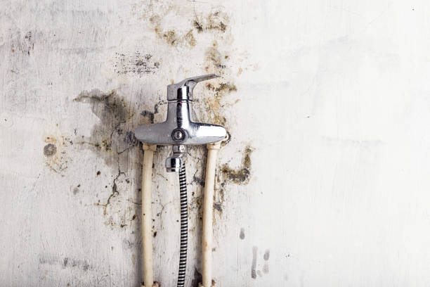 Best Commercial Mold Removal  in Florence, SC