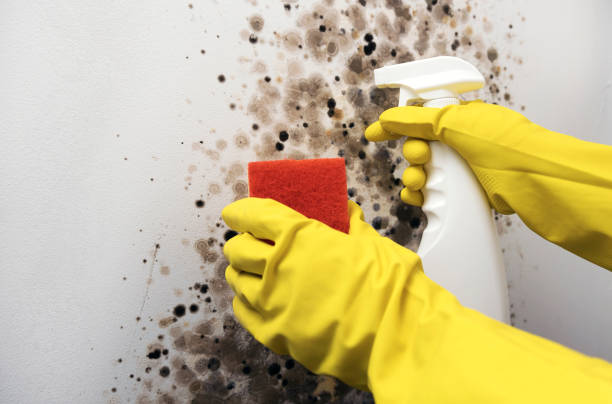 Trusted Florence, SC Mold Removal Experts