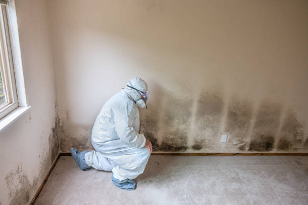 Certified Mold Removal in Florence, SC
